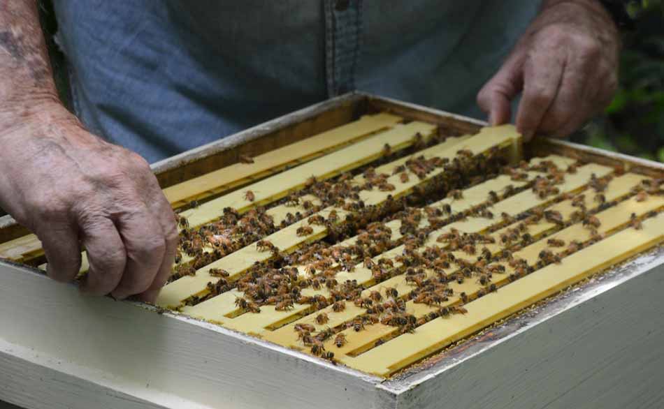 dasi-akakias-melissokomoi