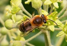 Εκδήλωση από τον Σύλλογο Μελισσοκόμων Ν. Αττικής (9 Φεβ. 2020)