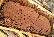 Η επιθεώρηση της κυψέλης με απλά βήματα