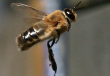 Ο κηφήνας δεν έχει πατέρα, αλλά έχει έναν παππού. Πώς γίνεται αυτό?