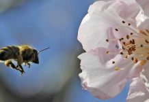 Εκδήλωση για την αμυγδαλιά και τις μέλισσες στο Συκούριο