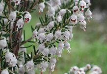 Η Ανοιξιάτικη Ερείκη (Erica arborea)