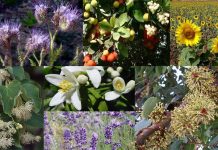 Μελισσοκομικά φυτά – Οι κυριότερες μελιτοφορίες