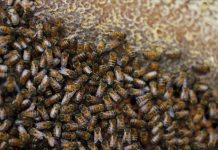 Μελισσοκόμοι σε αδιέξοδο στα Χανιά