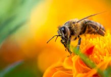 Πόσο καιρό ζουν οι μέλισσες;