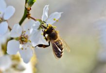 Πως να προστατέψετε τη Μέλισσα, το ωφελιμότερο έντομο!