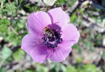 Anemone pavonina Ανεμώνη η ταόμορφη
