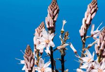 Ασφόδελος (Asphodelus ramosus)