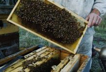 Καταχώριση και τήρηση Μητρώου φορέων εγκαταστάσεων μελισσοκομίας άμεσης προμήθειας μικρών ποσοτήτων μελιού