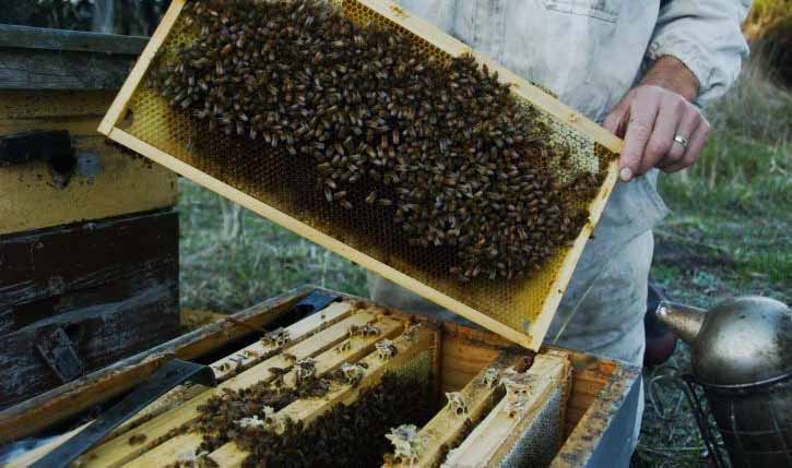 kataxorisi-tirisi-mitroou-melissokomoi