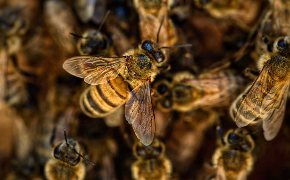 prostasia-melissas-thessalia-2020