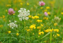 10 Μελισσοκομικά Φυτά για Μικρούς Κήπους