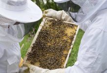 Σεμινάριο μελισσοκομίας στο Αγρίνιο