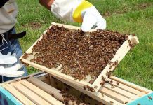 Πρόγραμμα Βελτίωσης Συνθηκών Παραγωγής και Εμπορίας Προϊόντων Μελισσοκομίας