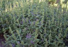 Αξιοποίηση αρωματικών φυτών: Φασκόμηλο (Salvia officinalis)