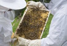 Εθνικό ηλεκτρονικό μελισσοκομικό μητρώο – Ατομική μελισσοκομική ταυτότητα