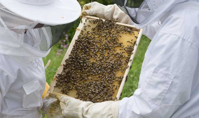 melissokomiko-mitroo