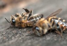 ΔΑΟΚ Ηλείας: Ψεκασμοί με φυτοπροστατευτικά προϊόντα και προστασία των μελισσών
