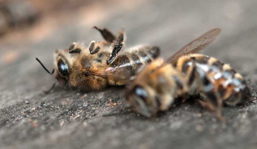 prostasia-melisson-apo-fytofarmaka