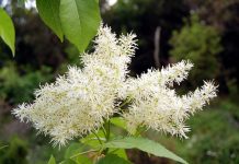 Φράξος – μελία – μελιάδι (Fraxinus ornus)