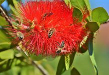 Καλλιστήμονας (Callistemon citrinus, Myrtaceae)