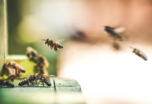 Ενίσχυση 2,7 εκατ. ευρώ στα Κέντρα Μελισσοκομίας