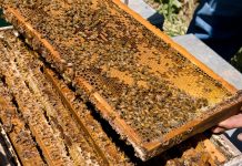 Μελισσοκομικοί Χειρισμοί Μαΐου