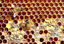 Συλλογή μελιού (θυμαριού/ελάτης/πεύκου) με την μέθοδο Καπράλου