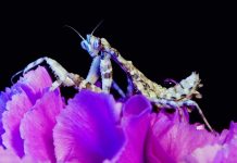 Βουτιά στον μικρόκοσμο: Η εντυπωσιακή μυστική ζωή των μικροσκοπικών εντόμων – Βίντεο