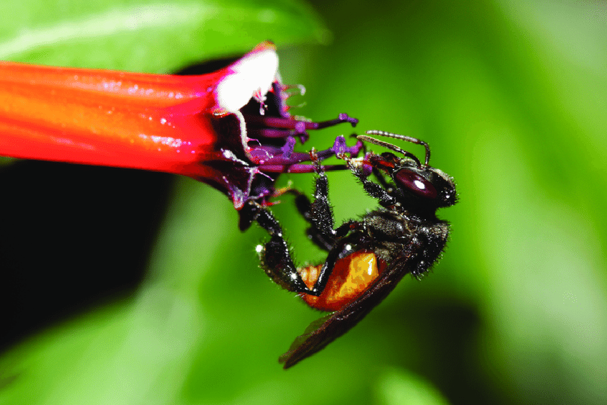 Trigona-fulviventris-foraging-for-pollen-Photo-by-R-Coville