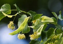 Φλαμουριά / Φιλύρα / Τίλιο