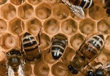 Τα φυτοφάρμακα διαταράσσουν τη συμπεριφορά της μέλισσας και την ανάπτυξη της προνύμφης.