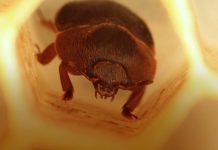 Πρόγραμμα επιτήρησης και ανίχνευσης του μικρού σκαθαριού της κυψέλης