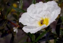 Τα μυστικά των άγριων λουλουδιών – Σειρά Ντοκιμαντέρ