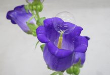 Σαπουνόφουσκα σε ρόλο μέλισσας – Για την τεχνητή επικονίαση των φυτών