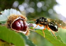 Η σφήκα της καστανιάς (Dryocosmus kuriphilus Yasumatsu)