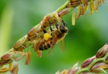 Εσπερίδα: Γεωργία μαζί ή χωρίς τις μέλισσες (30/07/20)