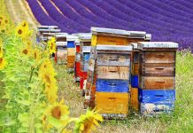 Γεωργοί και Μελισσοκόμοι μπορούν να συνεργασθούν με στόχο μια αμοιβαία επωφελή επικονίαση