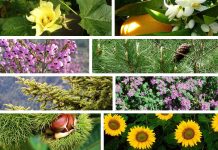 Συστατικά & Φυσικοχημικά χαρακτηριστικά των κυριότερων κατηγοριών αμιγών Ελληνικών Μελιών