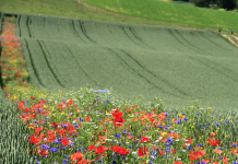Επιστροφή στην αρχαία μέθοδο