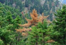 Η υπερθέρμανση αναδιατάσσει τα ελληνικά δάση – Ποια κινδυνεύουν με εξαφάνιση