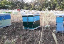 Μελισσοκομικό Πρόγραμμα 2021: Συμμετοχή στη δράση 3.1 Αντικατάσταση κυψελών & 3.2 Οικονομική στήριξη της νομαδικής μελισσοκομίας