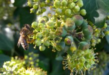 Κισσός ( Hedera helix )