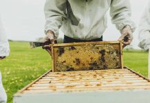 ΠΕ ΠΡΕΒΕΖΑΣ: Πρόγραμμα κατάρτισης Μελισσοκομίας
