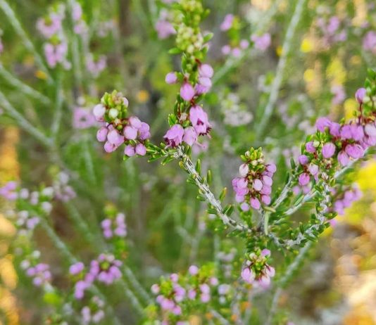 Φθινοπωρινό Ερείκη (Erica Manipuliflora )