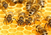 Η φωλιά των μελισσών