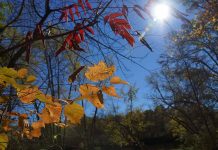 Μελισσοκομικοί χειρισμοί Οκτωβρίου