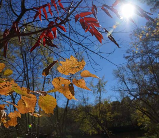 Μελισσοκομικοί χειρισμοί Οκτωβρίου