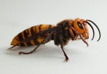 ΗΠΑ: Βρήκαν την πρώτη φωλιά με σφήκες-δολοφόνους δένοντας "GPS" στα έντομα με οδοντικό νήμα