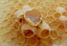 Βασιλικός Πολτός (Παραγωγή-Σύσταση-Χρήσεις)